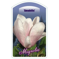 Magnolia 'Amabilis' FPK083