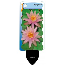 Nymphaea (pink) FMWP541