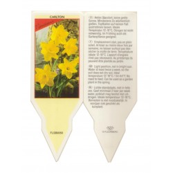 Narcissus 'Carlton' FLSB0050