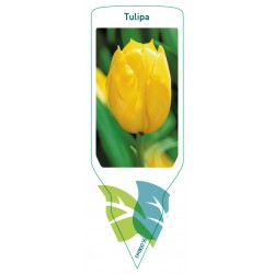 Tulipa (yellow) FMB0016
