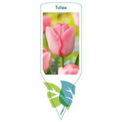 Tulipa (roze) FMB0013
