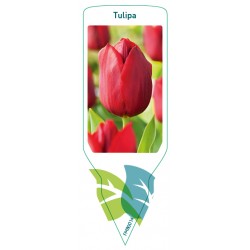 Tulipa (red) FMB0014