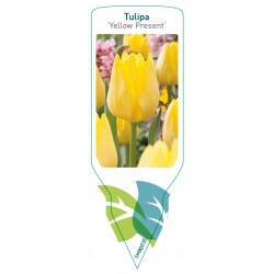 Tulipa 'Yellow Present'...
