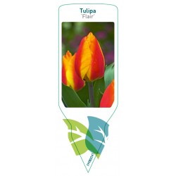 Tulipa 'Flair' FMB0041