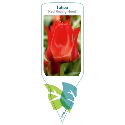 Tulipa 'Roodkapje' FMB0042