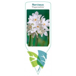 Narcissus 'Paperwhite' FMB0044