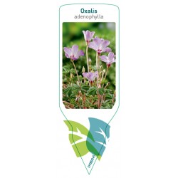 Oxalis adenophylla FMB0045