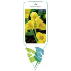 Iris danfordiae FMB0046