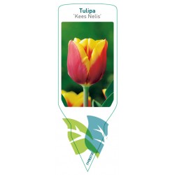 Tulipa 'Kees Nelis' FMB0058