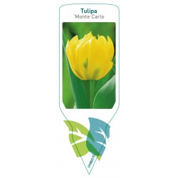 Tulipa 'Monte Carlo' FMB0070
