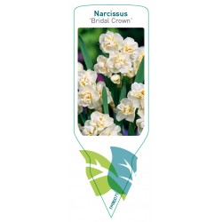 Narcissus 'Bridal Crown'...