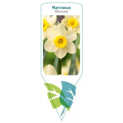 Narcissus 'Minnow' FMB0075