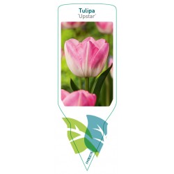 Tulipa 'Upstar' FMB0076