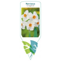 Narcissus 'Cragford' FMB0079
