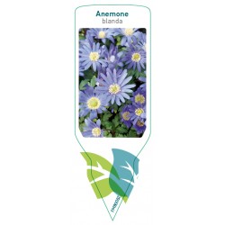Anemone blanda (blauw) FMB0082