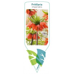 Fritillaria imperialis...