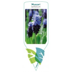 Muscari latifolium FMB0090