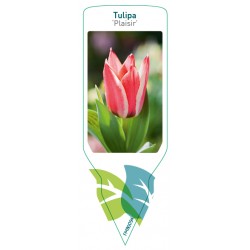 Tulipa 'Plaisir' FMB0094