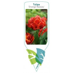 Tulipa 'Orange Nassau' FMB0096