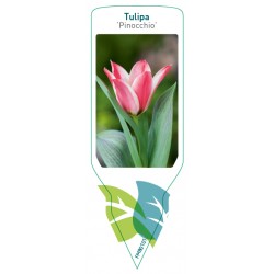 Tulipa 'Pinocchio' FMB0101