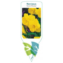 Narcissus 'Gold Medal' FMB0104