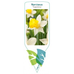 Narcissus 'Topolini' FMB0105