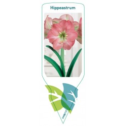Hippeastrum (roze) FMB0151