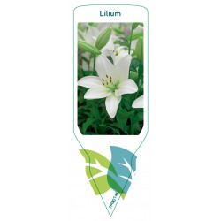 Lilium (white) FMB0144