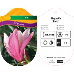 Magnolia 'Ricki' FPGLN0036