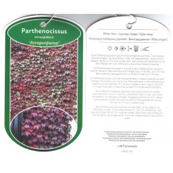 Parthenocissus tricuspidata...