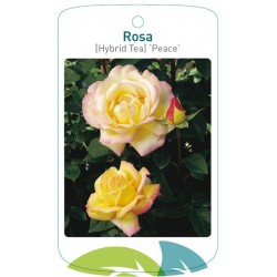 Rosa TH 'Peace' FMTLL0714