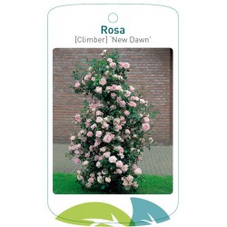 Rosa 'New Dawn' FMTLL0704