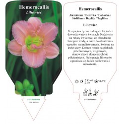 Hemerocallis różowy FPBLBY0149