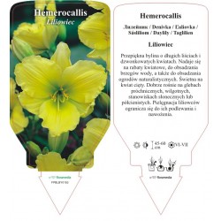 Hemerocallis żółty FPBLBY0153