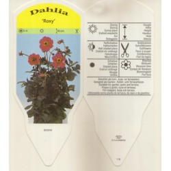 Dahlia 'Roxy' SD0010