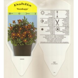 Dahlia 'Rodcapie' SD0009