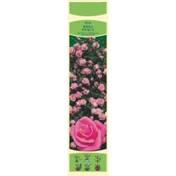 Rosa pnąca różowa KAPROZ0170