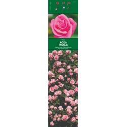 Rosa pnąca różowa KAPROZN170