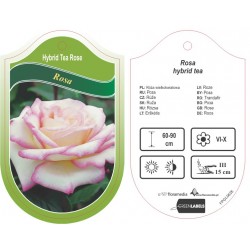 Rosa Hybrid Tea kremowa z...