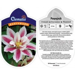 Clematis 'Andromeda' FPPOW062