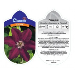 Clematis 'Syrena' FPPOW102