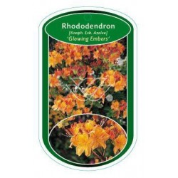 Rhododendron (Knh.Exb.)...