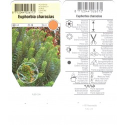 Euphorbia characias FLSG1250