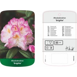 Rhododendron 'Brigitte'...