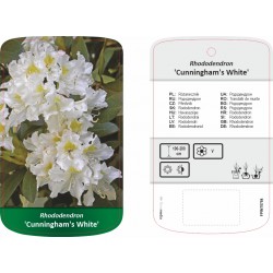 Rhododendron 'Cunningham's...