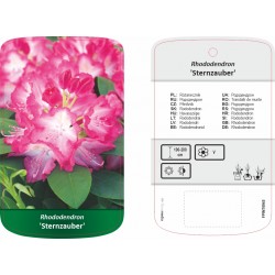 Rhododendron 'Sternzauber'...