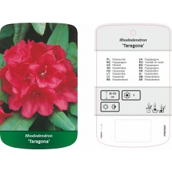 Rhododendron 'Taragona'...