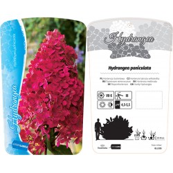 Hydrangea paniculata GLL035