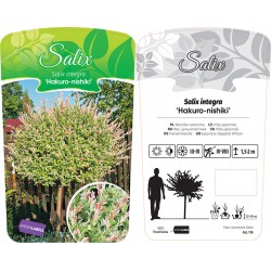Salix integra...