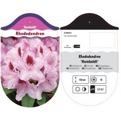 Rhododendron 'Humboldt'...